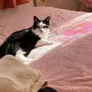 りんの画像