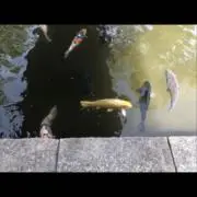Maaの画像