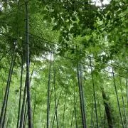 Reiの画像