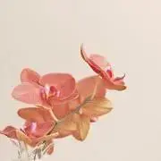 m.s...の画像