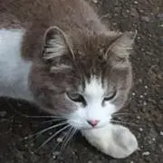 ぽん太
