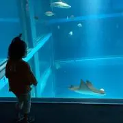 ぽこにゃんちゅう♡の画像