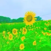 A(まとめ買いの方、少し値下げします)の画像