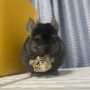 はるちんの画像