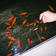 tkgの画像