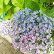 tomo3の画像