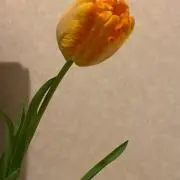 おだけの画像