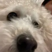 ma