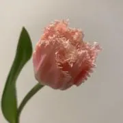 Haru.の画像
