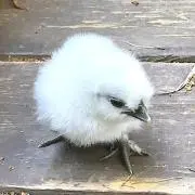 繁々の画像