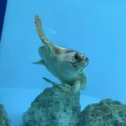 りりーさーの画像