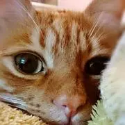 ソックス