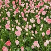 すかいの画像