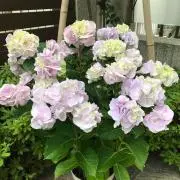 YUKI7