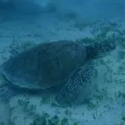 みさみさ