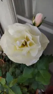 mari.toの画像