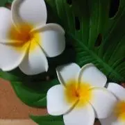 もんきち