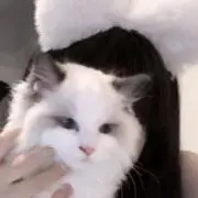 ハチの画像