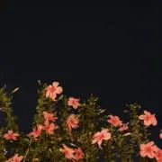 silla2の画像
