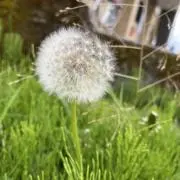 スジの画像