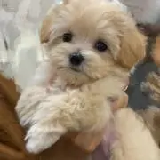 RRRの画像