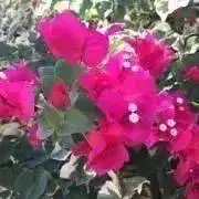 kaimoaniの画像