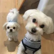 茶々嵐