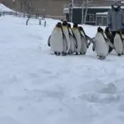 はなの画像