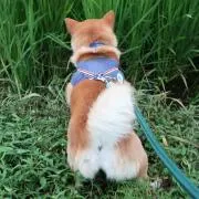 けんけんぱ