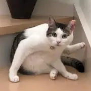 しましまの画像