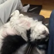 おりょうの画像