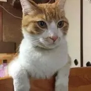 ぼんまま