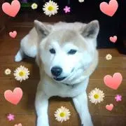 りくっちの画像
