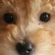 Miaの画像