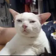 カカカ