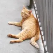 たつ兄