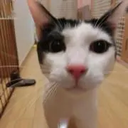 さくみ