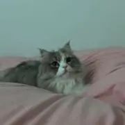 ppiの画像