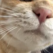 てのんの画像