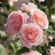 Roseの画像