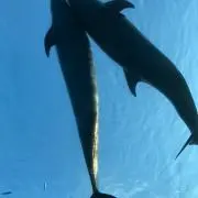 てつまろ