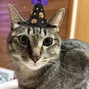 ももちの画像