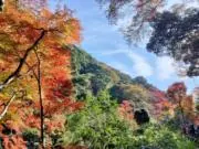 とまとの画像