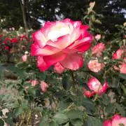 アイアイの画像
