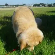 ポチの画像