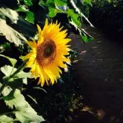 sunny‎の画像