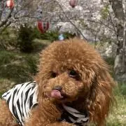 れいれいの画像