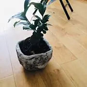 mamiの画像
