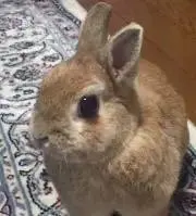 たいぷー