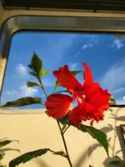 なおの画像